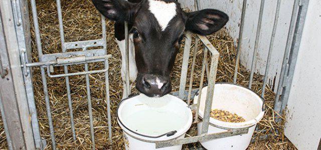 正常的牛奶替代品用于小牛