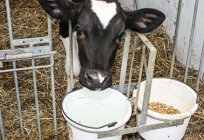 代乳品犊牛：组成、手册、评论。 整个代乳品