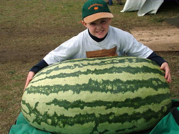 wie wachsen große Wassermelonen