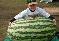 How to grow watermelon outdoors in the middle lane?