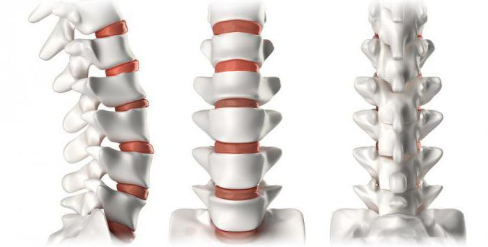 kasları vertebral kolon