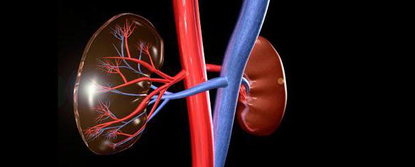 nephritis - a kidney disease