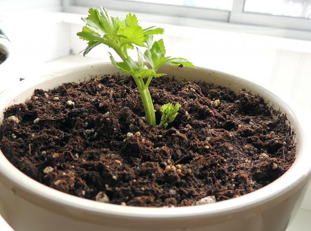Як вирощувати селера кореневої в домашніх умовах