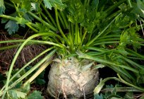 How to grow celeriac from seed?
