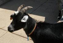Dream interpretation: what dreams goat?