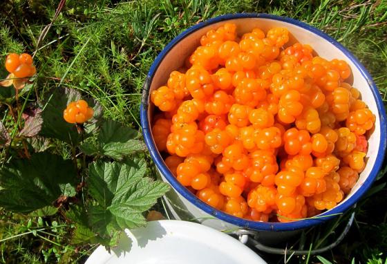 how to cook pickled cloudberries