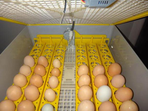 中国的鸡蛋孵化器