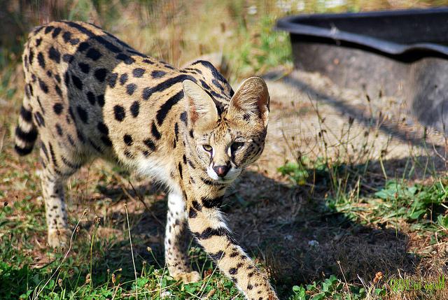 african serval cat