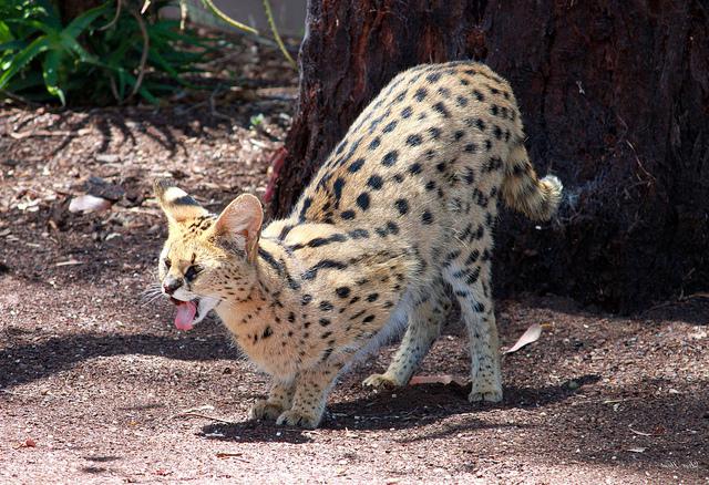 cat home serval