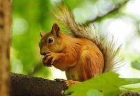 Riddles about squirrels for kids