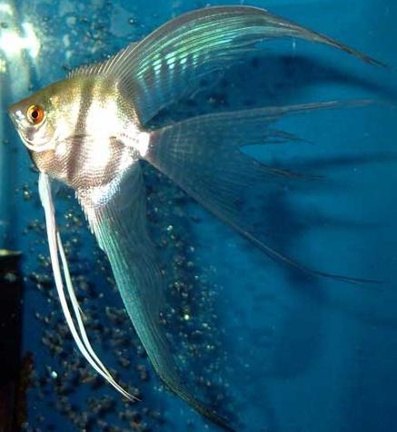 welche Aquarium Fische anspruchslos
