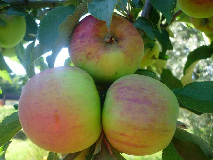 elma ağacı малюха колоновидная açıklama
