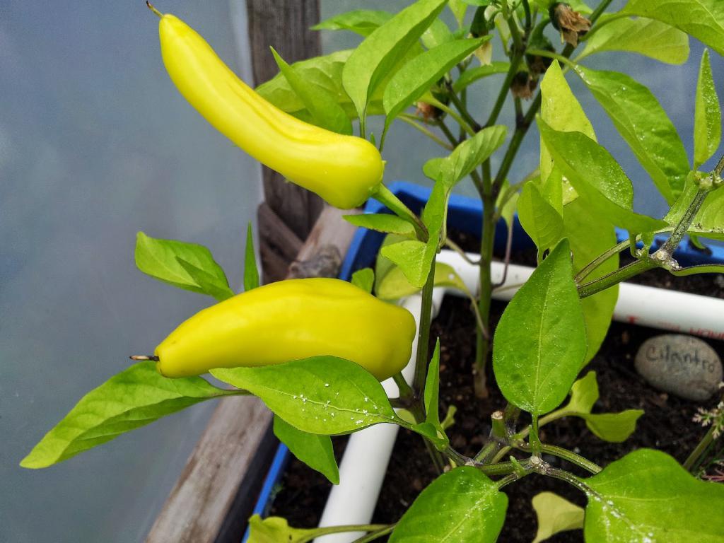 features of growing pepper in the greenhouse