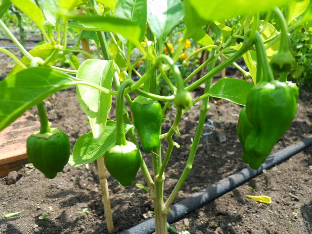 technology for growing pepper in the greenhouse