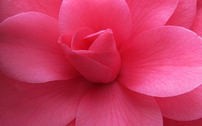 la Flor de color rosa