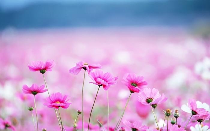 рожеві дрібні квіти
