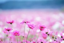 Квітка рожевого кольору - краща прикраса ділянки