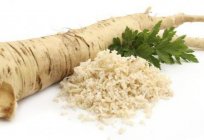 When to dig horseradish: advice for gardeners