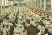 प्रजनन मुर्गियों के रूप में एक व्यापार: लाभप्रदता, स्थिति, उपकरण