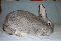 Kaninchen Chinchilla: Beschreibung eines Felsen, der Inhalt, Zucht