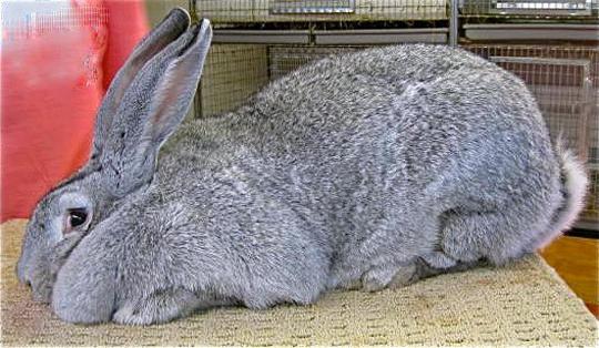 Kaninchen graue Riese