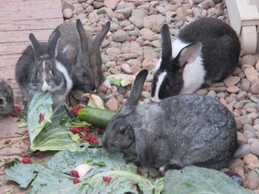 Kaninchen Fleischrassen