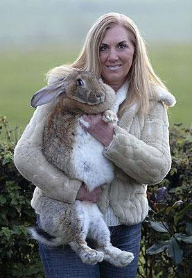 Kaninchen Riese Grau Preis