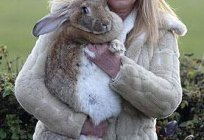 兔子，在灰色巨人。 品种兔：介绍和照片
