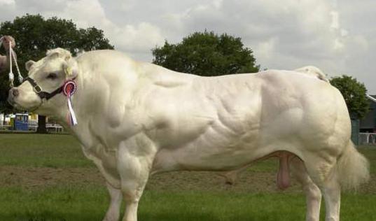 belgijskie niebieskie krowy