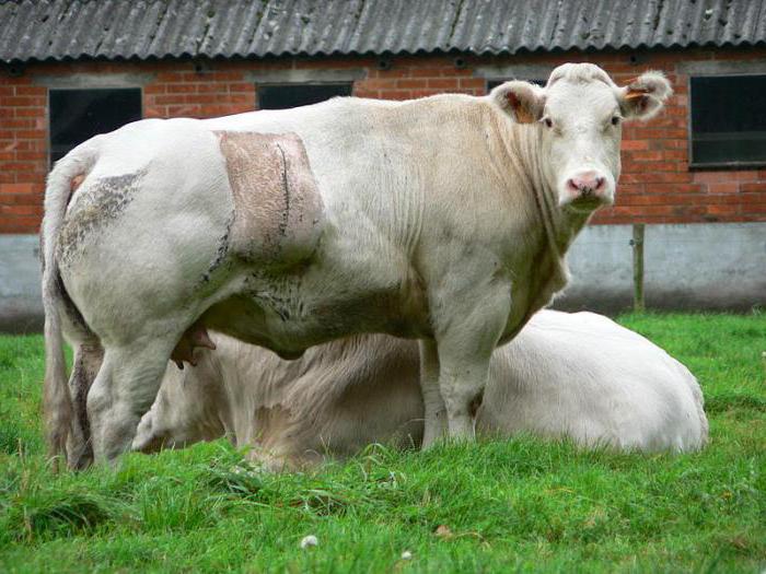 бельгійська блакитна м'ясна порода корів [
