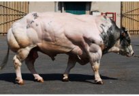 Belgas azuis da vaca: descrição e características da raça