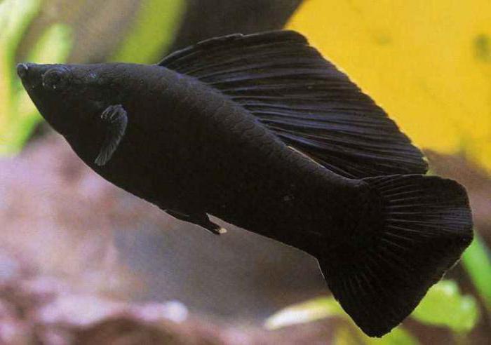 рыба чорная зебрасома