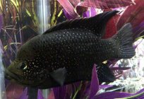 Риба чорна: фото та опис найпопулярніших мешканців акваріума