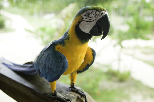 Papuga na жердочке