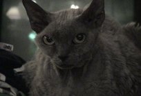 O gato devon rex: descrição da raça, opiniões de proprietários