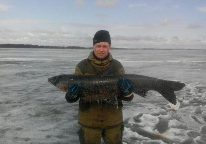 львовские estanques de pesca de los clientes 2016