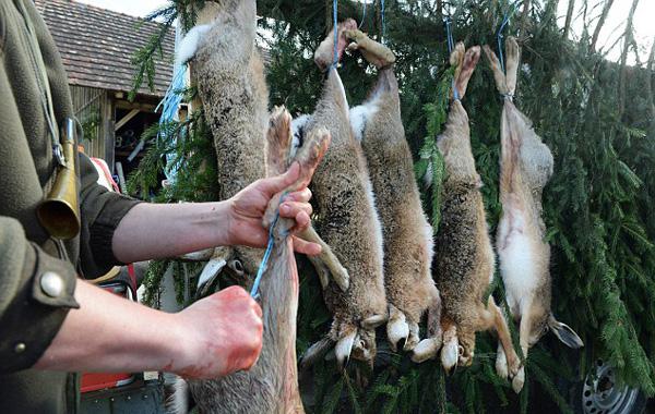 slaughter of rabbits at home