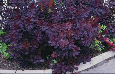 skumpia garbarski royal purple