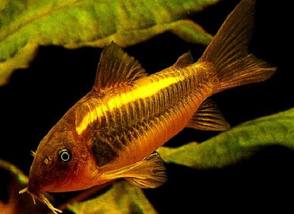 Catfish corydoras golden