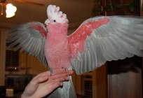 Kakadu (Papagei): Merkmale des Inhalts eines gefiederten Haustieres. Bewertungen von Kakadu-Papageienbesitzern