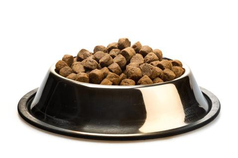 yorkshire terrier comida seca de forragem