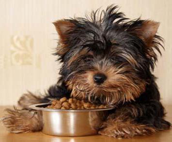 a taxa de alimentação de yorkshire terrier seca de forragem