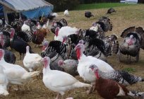 Breeding turkeys: a business plan. Turkeys: breeding, growing conditions, breed (photo)