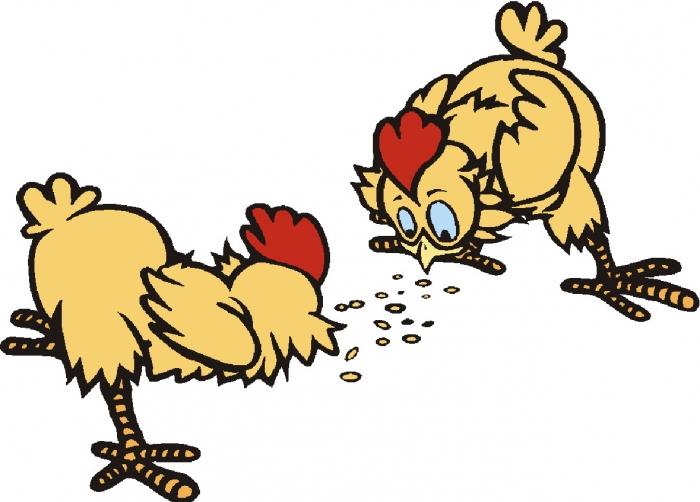 cómo alimentar a los pollos de engorde
