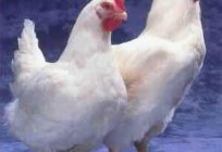 Jak i czym karmić бройлерных kurczaki