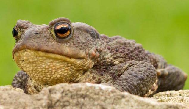 ground toad