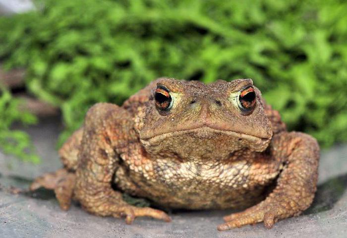 земляна жаба на городі