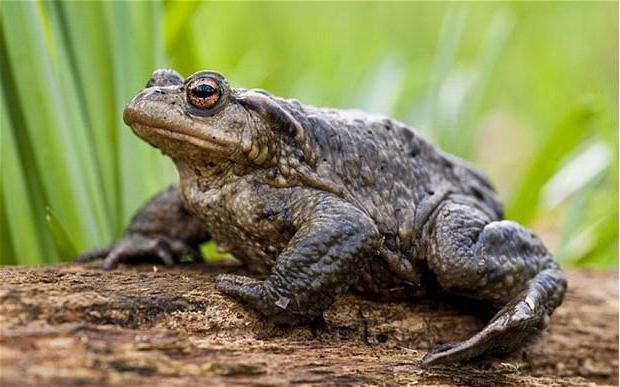 як розмножуються земляні жаби