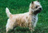 Cairn Terriers: a description of the breed, photos