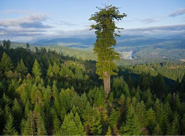 a árvore Mais alta da Terra